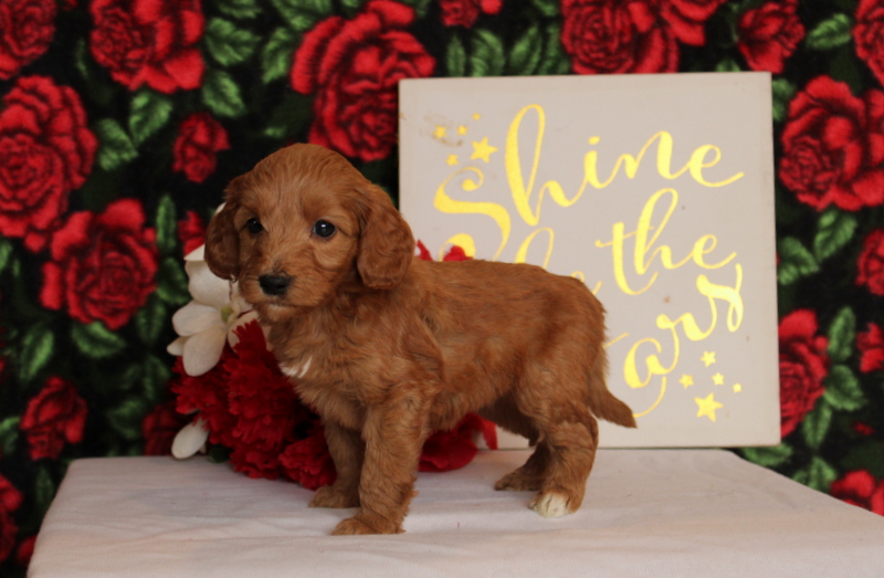 puppy, for, sale, Mini Goldendoodle F2, Matthew B. Stoltzfus, dog, breeder, Gap, PA, dog-breeder, puppy-for-sale, forsale, nearby, find, puppyfind, locator, puppylocator, aca